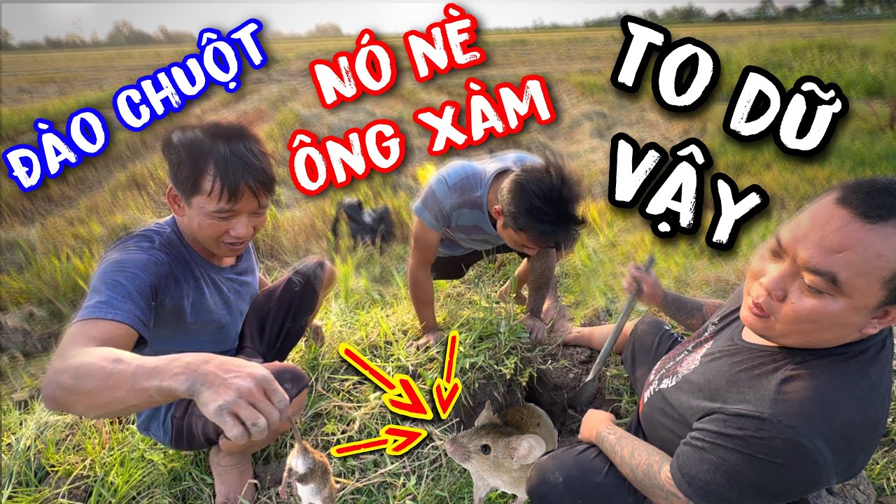 Xem Thánh Xàm đào hang bắt chuột đồng nhìn thấy mà mê và làm món chuột đồng xào lá cách