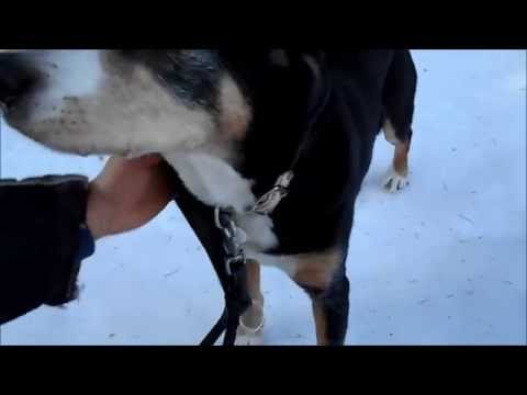 Video: Miksi Koiralla On Kohtauksia?