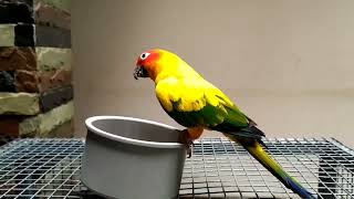 #birds #music #parrot #piano #sunconure #subscribe #dance