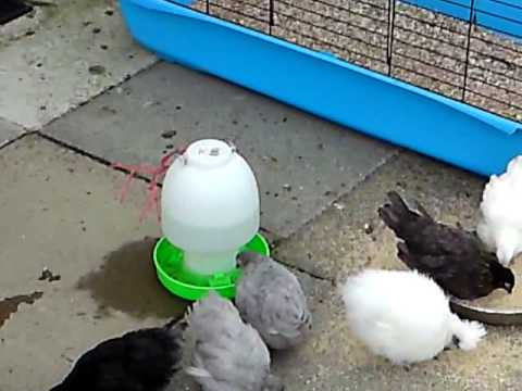 clips for crocs MOV041