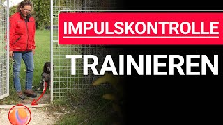 3 Übungen zur Hunde Impulskontrolle ➡ Impulskontrolle trainieren ➡ Praxisvideo ✔