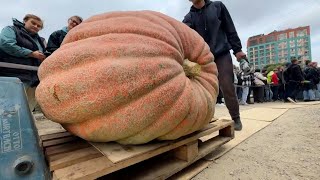 Russian gardener grows a near one-tonne pumpkin | AFP