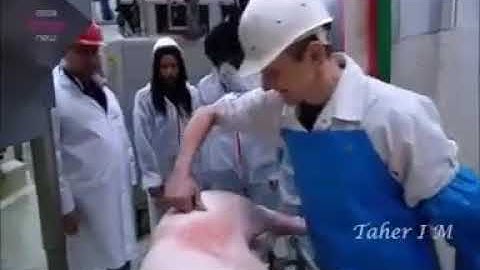 Waspada teliti "BABI