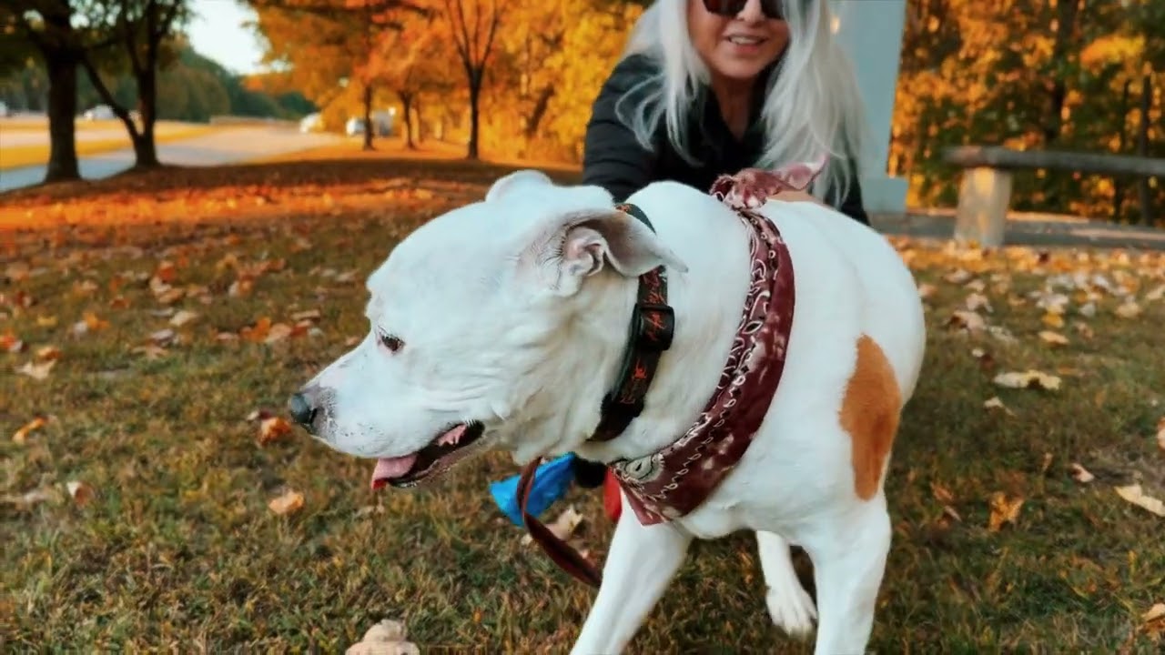 Master Yogi’s Birthday, handsome 15 year old doggy son🎂