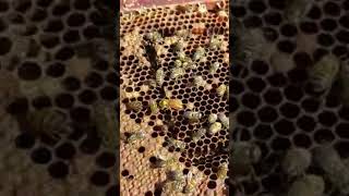 Genética de abeja con el sistema de canasto #shrots