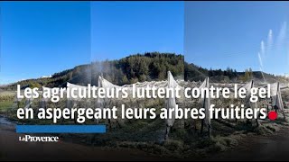 Dans les Hautes-Alpes, les agriculteurs luttent contre le gel en aspergeant leurs arbres fruitiers