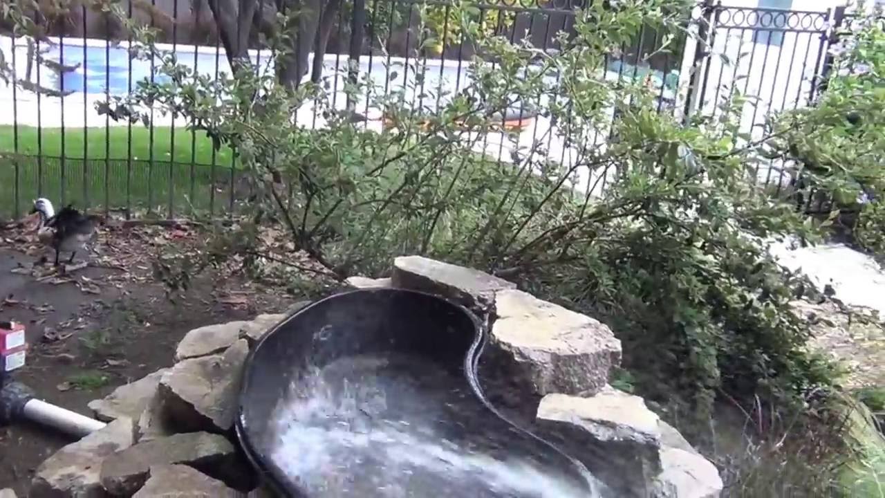 How To Build A Self Cleaning Duck Pond Youtube