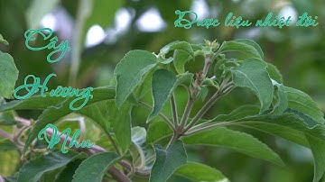 Dược liệu nhiệt đới | Cây hương nhu trắng | Cây thuốc dân gian "lạ mà quen"