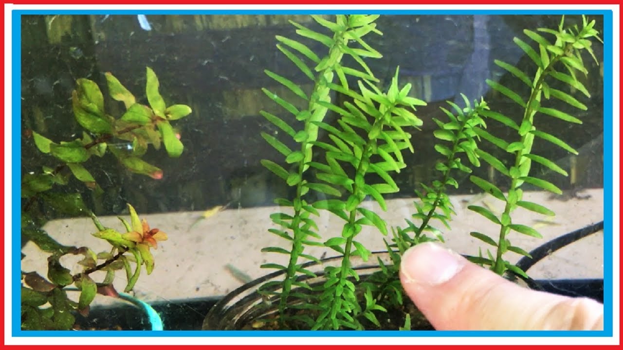 growing aquarium plants outside YouTube