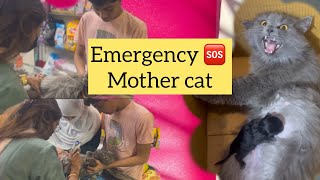 New born kitten emergency | new born kitten not latching | mother cat emergency #music by CATSBAE 1,231 views 4 months ago 8 minutes, 16 seconds