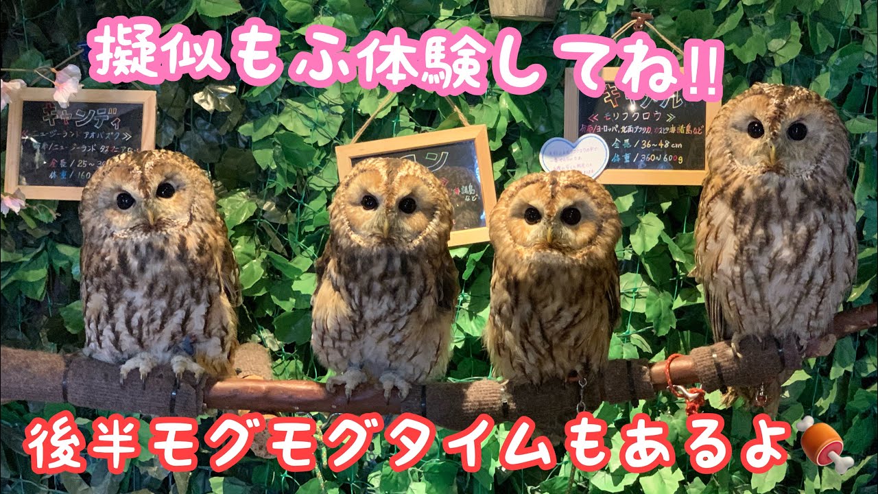 可愛いモリフクロウさん達の擬似モフ体験 Youtube