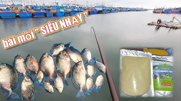 Bài mồi câu cá dìa siêu nhạy