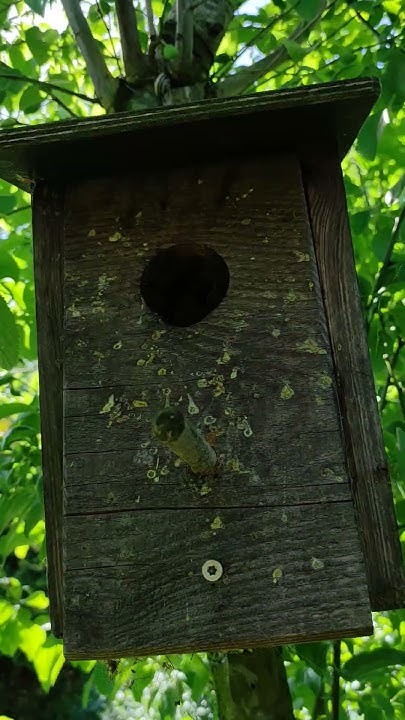 Das erste Hummelnest im Garten. YouTube