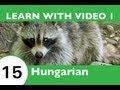 Learn Hungarian with Video - Learn Awesome Hungarian Forest Animal Vocabulary!