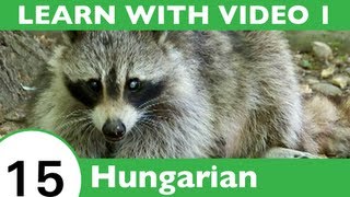 Learn Hungarian with Video - Learn Awesome Hungarian Forest Animal Vocabulary!