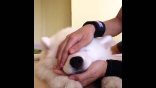 3.5 month Samoyed Zouchini interrupts mom's yoga session to enjoy a head massage :)