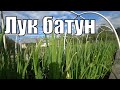 ЛУК-батун. Спросили-отвечаю.