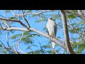 Animalia - Wild birds in the UAE