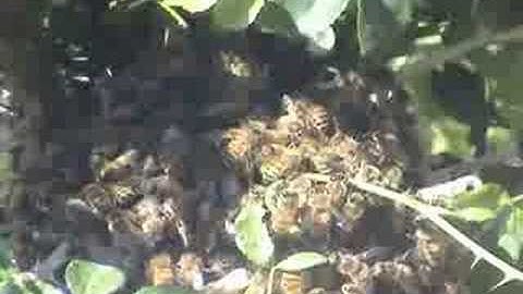 Power of Unity - Bees