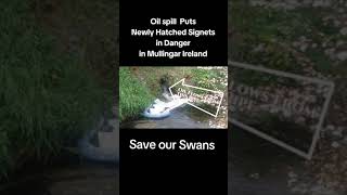 Oil Spill Mullingar Endangering Swans
