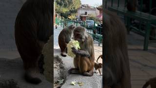 Monkey enjoying with cauliflower #feedinganimal