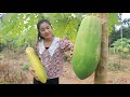 The biggest papaya in my grandmother's farm / Pick papaya for my recipe / Cooking with Sreypov