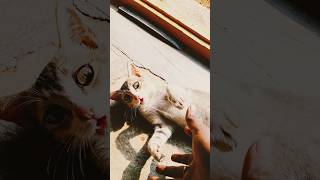 Download Lagu Cute cat #cat #catlover #catshorts #catlovers #petlovers #music #love #song #viralvideo MP3 Download Lagu Cute cat #cat #catlover #catshorts #catlovers #petlovers #music #love #song #viralvideo MP3