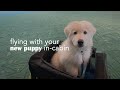 How to fly with a puppy in-cabin