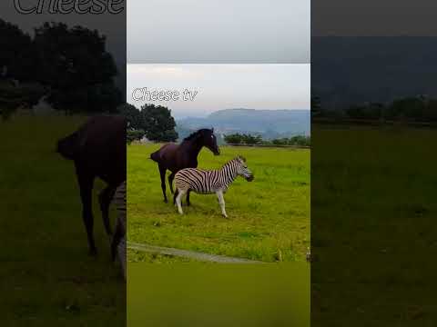 Лошадь против зебры.
