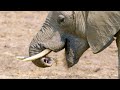 Elephant Behavior and Nutrition