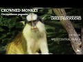 Crowned monkey