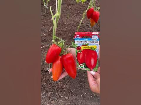 Томат Засолочная гирлянда - YouTube