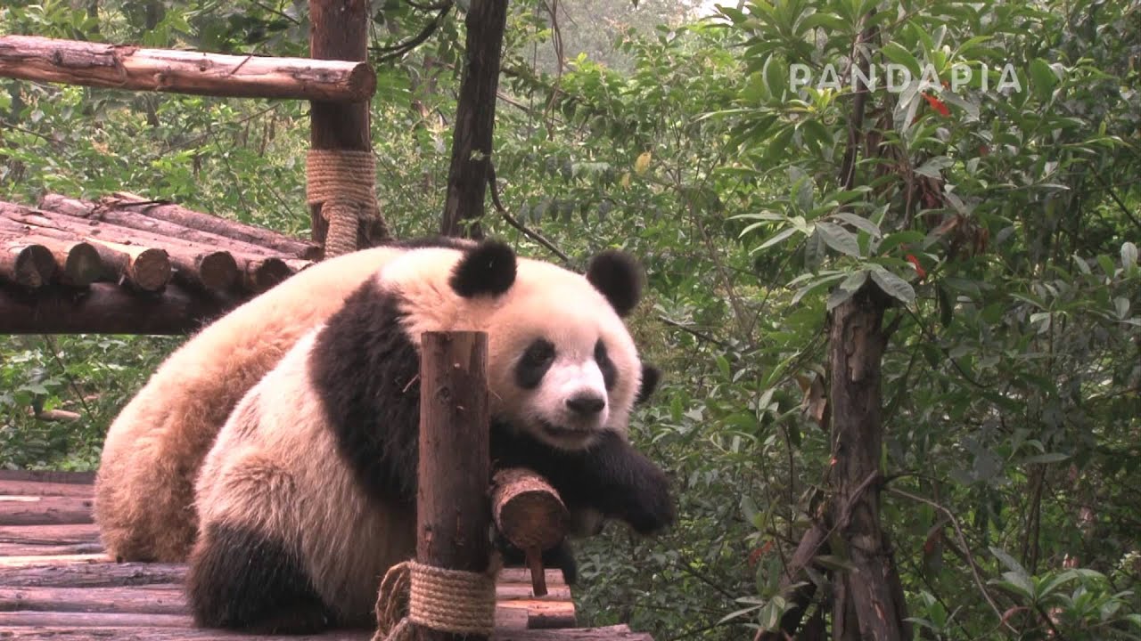 pandapia 20130506-幼年園-和毛毛壹起趴著，但不壹會兒就不耐煩亂動 pandas merge