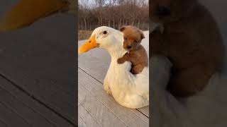 Дружба гуся и щенка