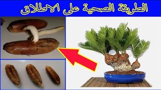 طريقة زراعة نوى النخيل   ...   Cultivation of date palm seeds )