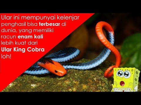 Ular Kecil yang Ditakuti Ular Predator Lainnya,Termasuk King Cobra!