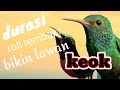 ROLL TEMBAK KASAR || masteran BURCIL ngeroll || masteran ampuh