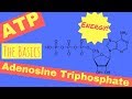 The Energy Currency of Cells: Exploring ATP and Its Role in Living Organisms
