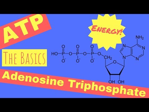 Video: ATP được tạo thành từ gì?