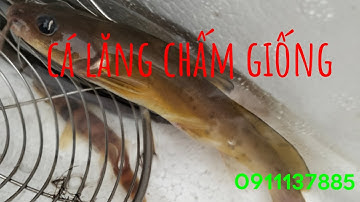 Cá lăng chấm giống | nuôi cá lăng chấm