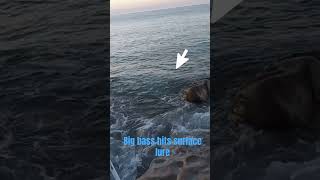 B Hits Surface Lure - A Reminder To Always Wind To Your Feet