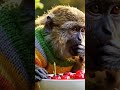 "Cutest Baby Monkey Eating Cherries! 🍒🐒"35 chars⭐⭐⭐⭐⭐