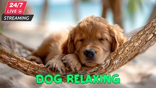 Deeply Soothing Relaxation Sounds for Restless Dogs 🐶 Make A Dog Sleep All Night💤Music for Dogs