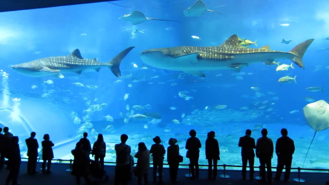 沖縄美ら海水族館 10mを超えるジンベイザメとマンタ Youtube