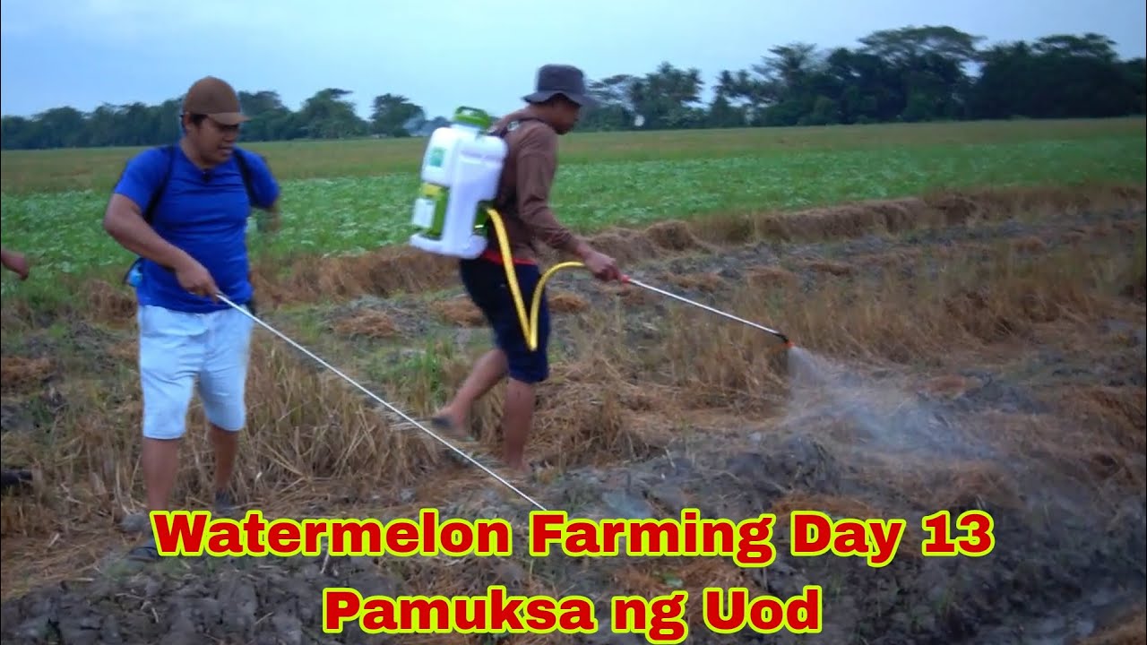 Watermelon Farming Day- 13- Nagspray Kami ng Pamuksa Uod