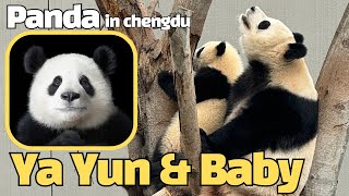 [Chengdu] Ya Yun(娅韵) & baby panda | 최고 우아한 판다 야윤