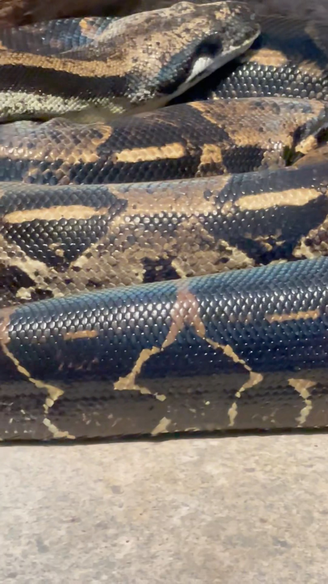 Full Power Of a Common Boa