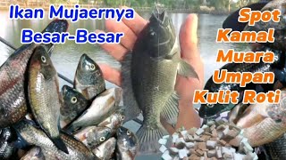 Mancing Ikan Mujaer Spot Tambak Kamal Muara