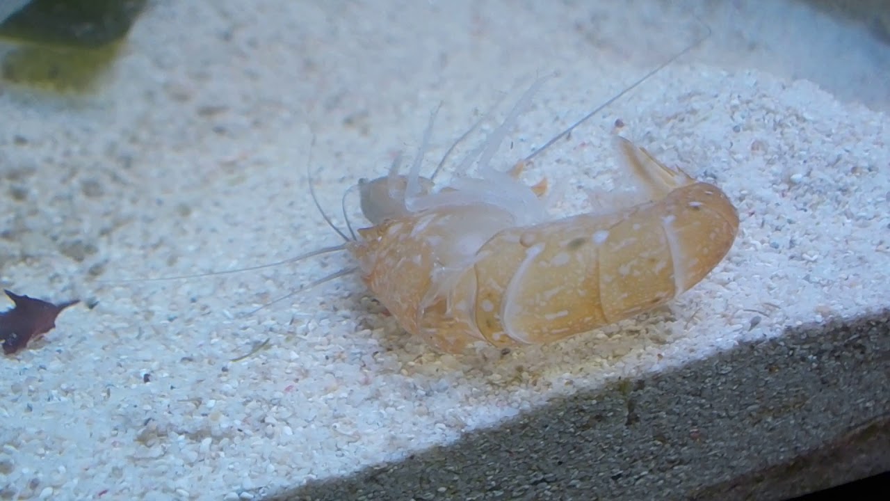cambio de caparazon del camaron pistola y su cintus