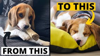 How to put your Beagle Puppy on a Healthy Sleeping Schedule?